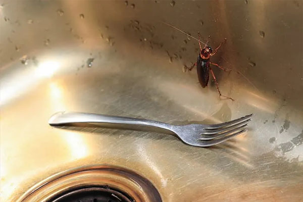 Kitchen Tips | ಅಡುಗೆ ಮನೆಯಲ್ಲಿ ಸಿಕ್ಕಾಪಟ್ಟೆ ಜಿರಳೆ ಕಾಟವೇ? ಹಾಗಿದ್ರೆ ಈ ಟ್ರಿಕ್ಸ್ ಟ್ರೈ ಮಾಡಿ ನೋಡಿ!